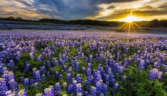 Top 7 cánh đồng hoa ở Hoa Kỳ đẹp như tranh vẽ
